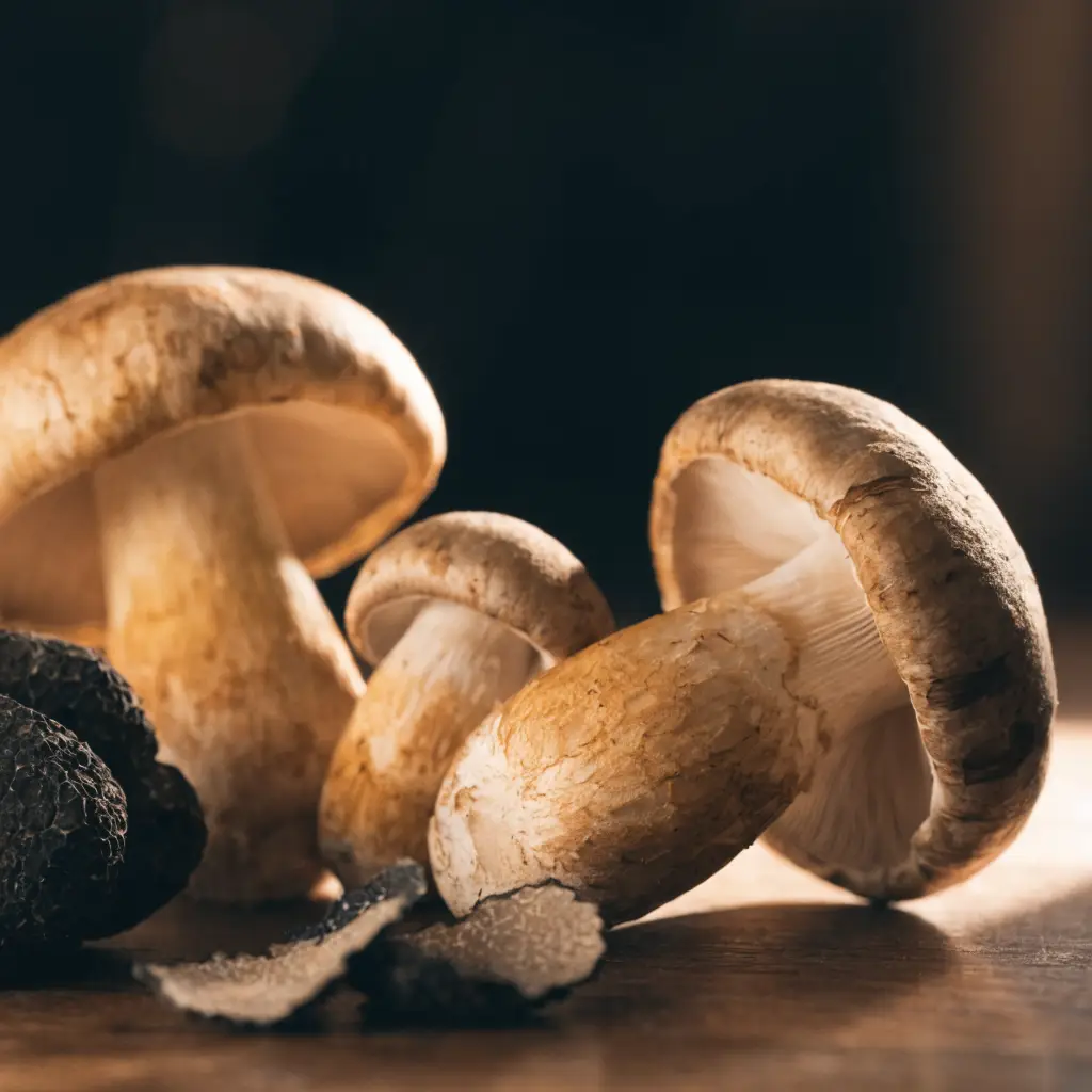 Pilz-Trüffel-Ragout
